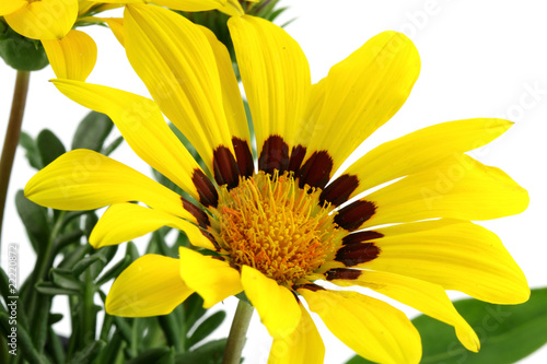 Fototapeta Naklejka Na Ścianę i Meble -  gazania jaune, fleur 
