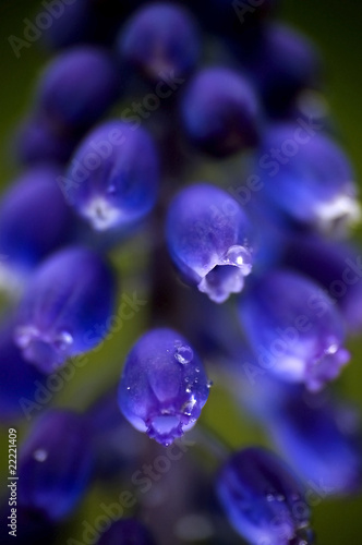 grape hyacinth macro