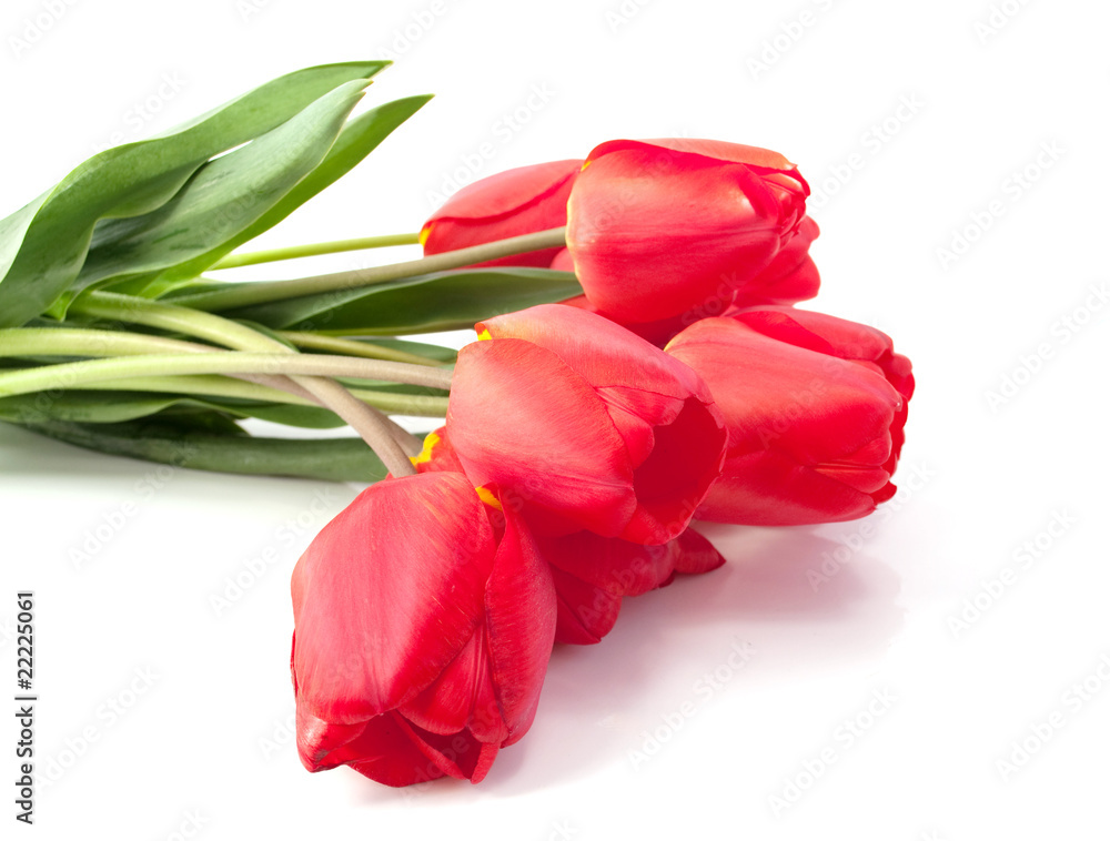 Bouquet of red tulips Bouquet of red tulips