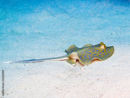 Blue-spotted ribbontail ray