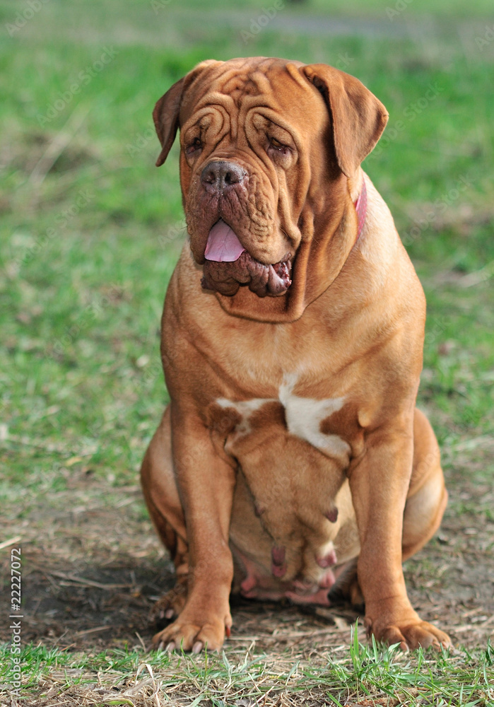 Big Dogue De Bordeaux