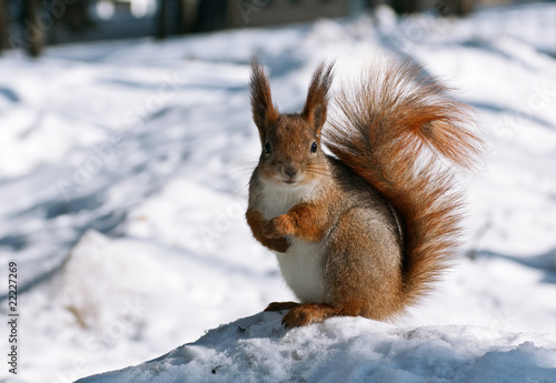 Cute squirrel © Mr Twister