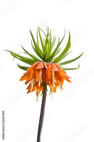 Imperial crown