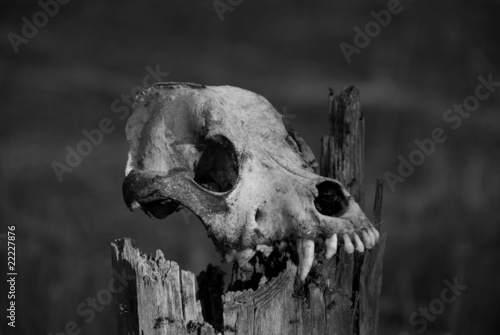 skull of a dog