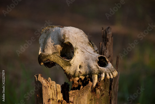 skull of a dog on the dry tree