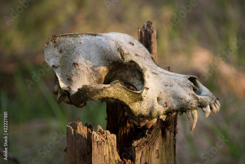 dogs skull