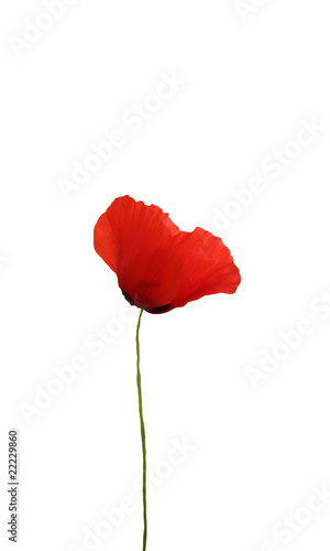 Coquelicot