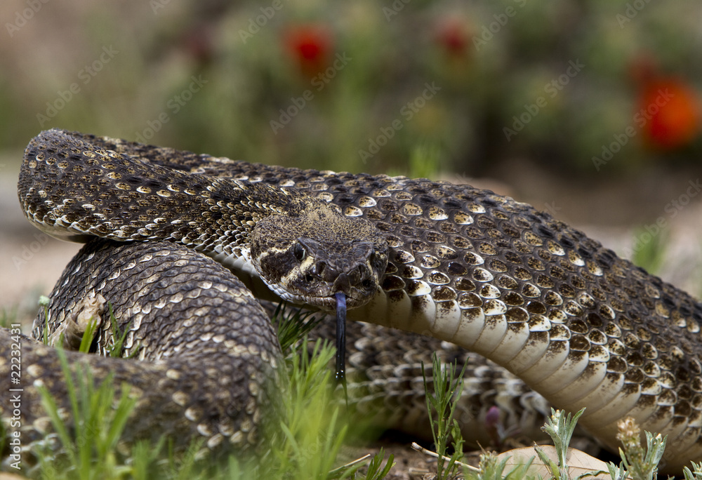Fototapeta premium Eastern Diamondback Rattlesnake.