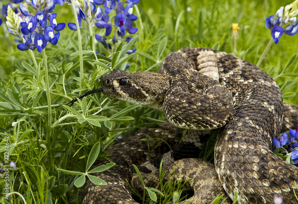 Obraz premium Eastern Diamondback Rattlesnake.