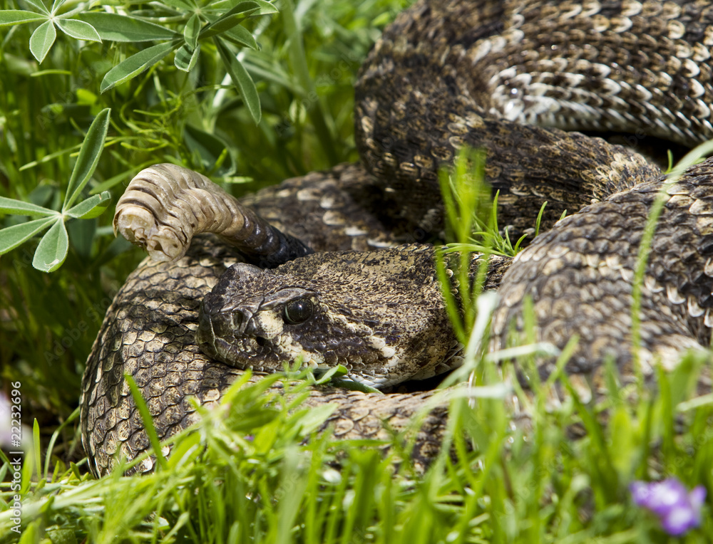 Naklejka premium Eastern Diamondback Rattlesnake.