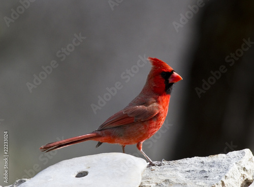 American Cardinal © Tom Suarez