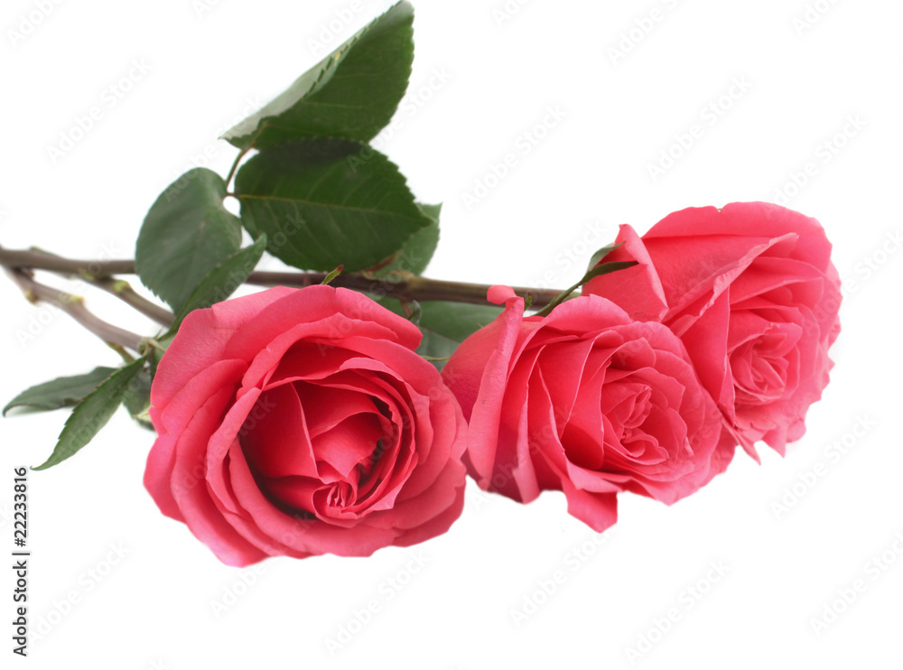 Naklejka premium Pink roses