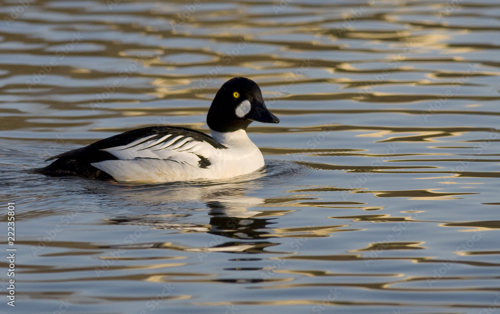 Fototapeta premium Goldeneye