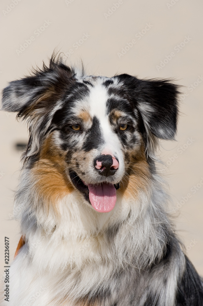 Australian Shepherd Australian Shepherd