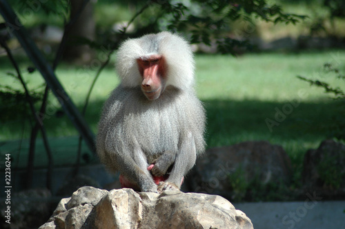 simia hamadryas baboon photo