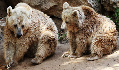 Handdoek met foto Beren Grizzlyberen in ruige wildernis  © sigalpetersen