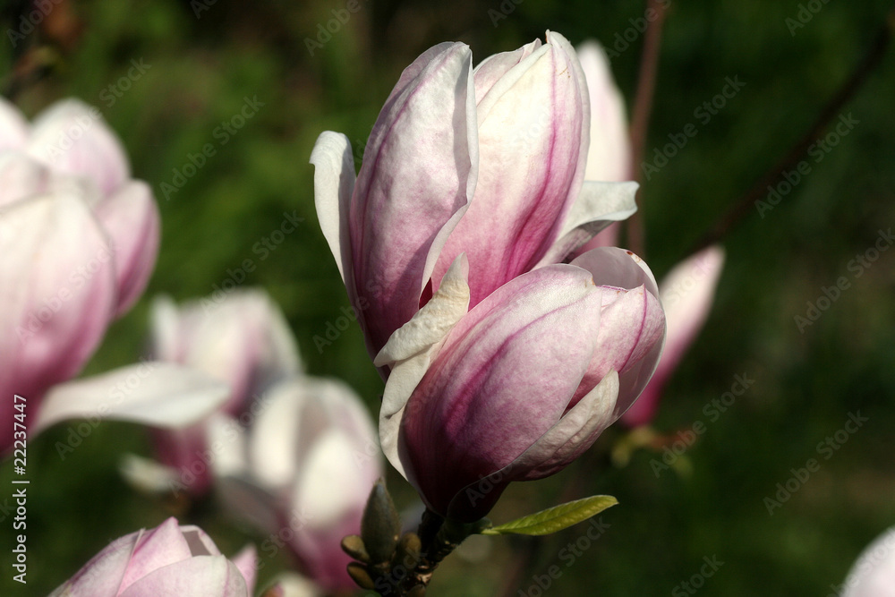 Magnolie Magnolie