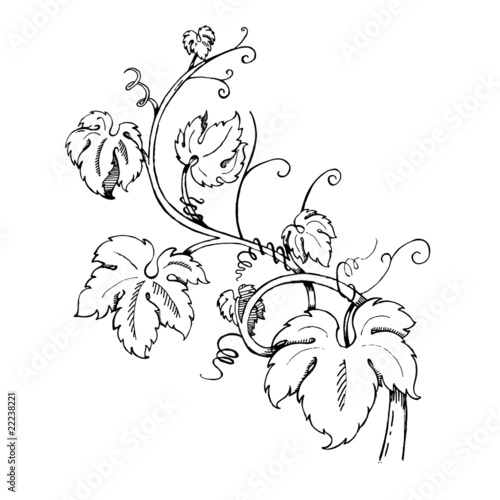Grape Leaves baroque plants