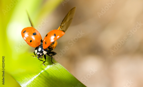 Closeup of ladybird on green grass