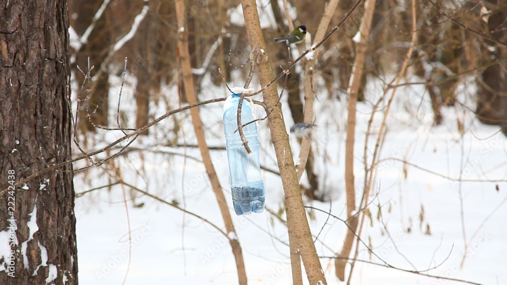 Birds in the park. Birds in the park.