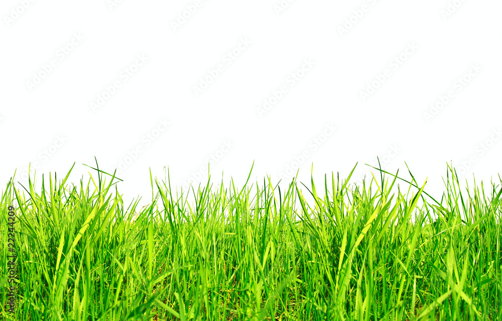 Fototapeta premium Green Grass Isolated on White