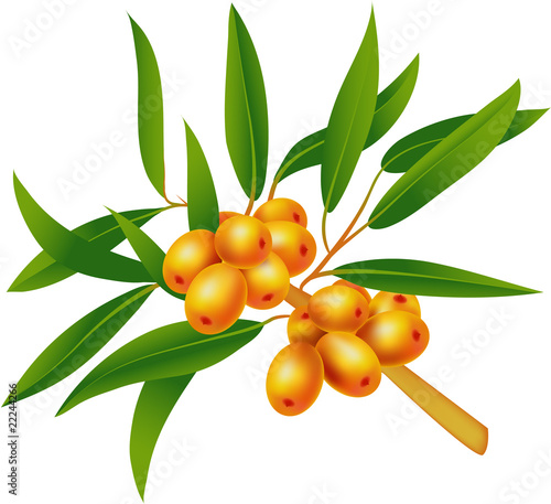 Sea-buckthorn berries. Element  for design vector illustration.