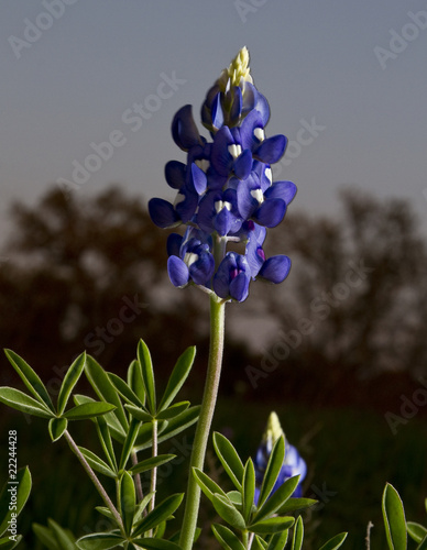 Blue Bonnets