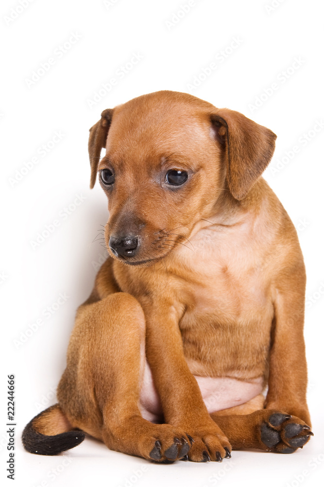Pinscher puppy on white background