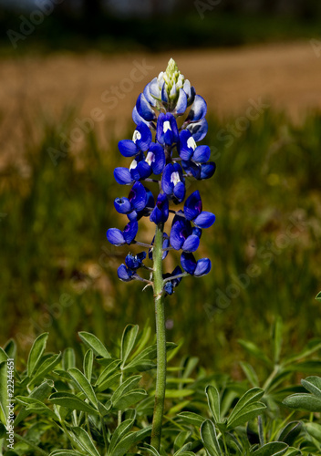Blue Bonnets