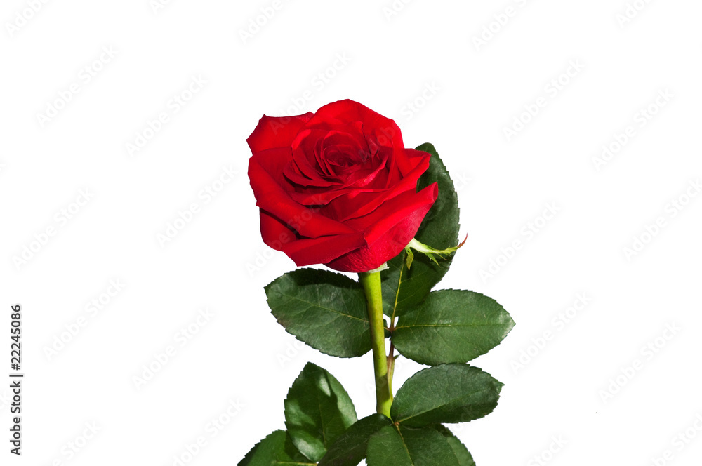 Lonely rose isolated on white background Lonely rose isolated on white background