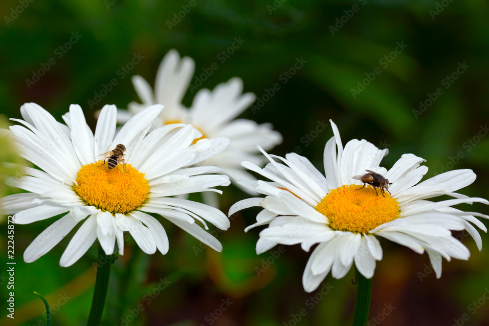 Obraz premium Flies on the daisies