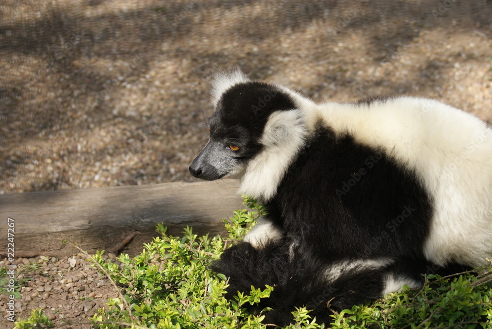 Obraz premium Ruffed Lemur