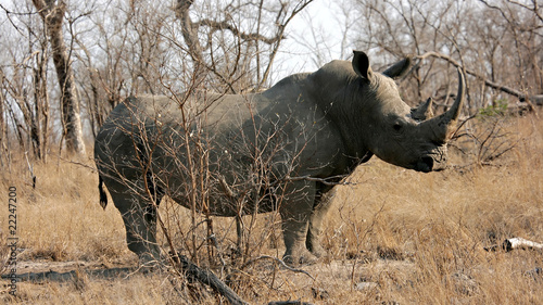 Rhinocerus bull photo