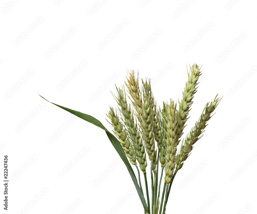 Wheat isolated on white background Wheat isolated on white background
