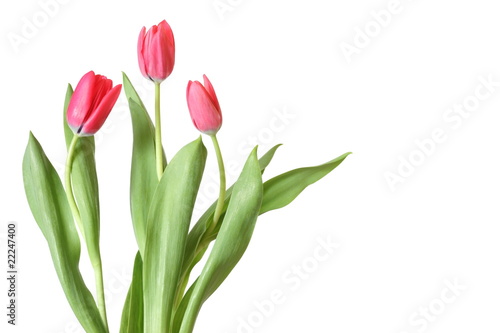 trois tulipes roses