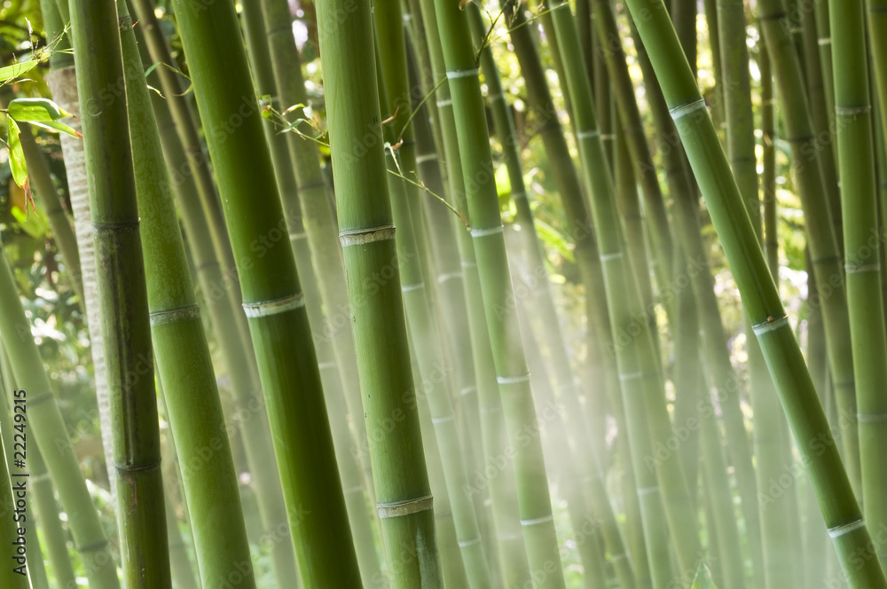 Fototapeta premium Bambus