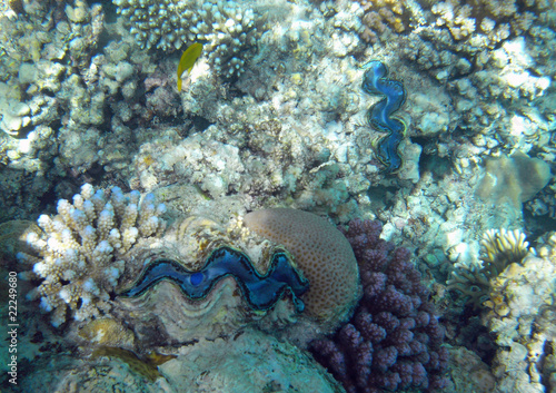 Muscheln und Korallen
