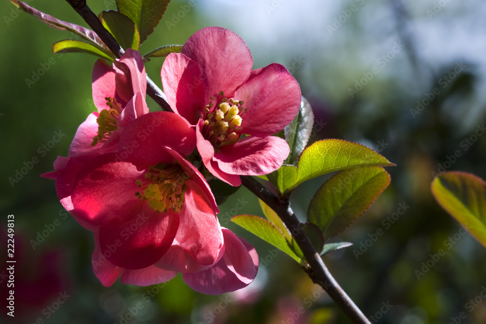 Obraz premium Pink blossom