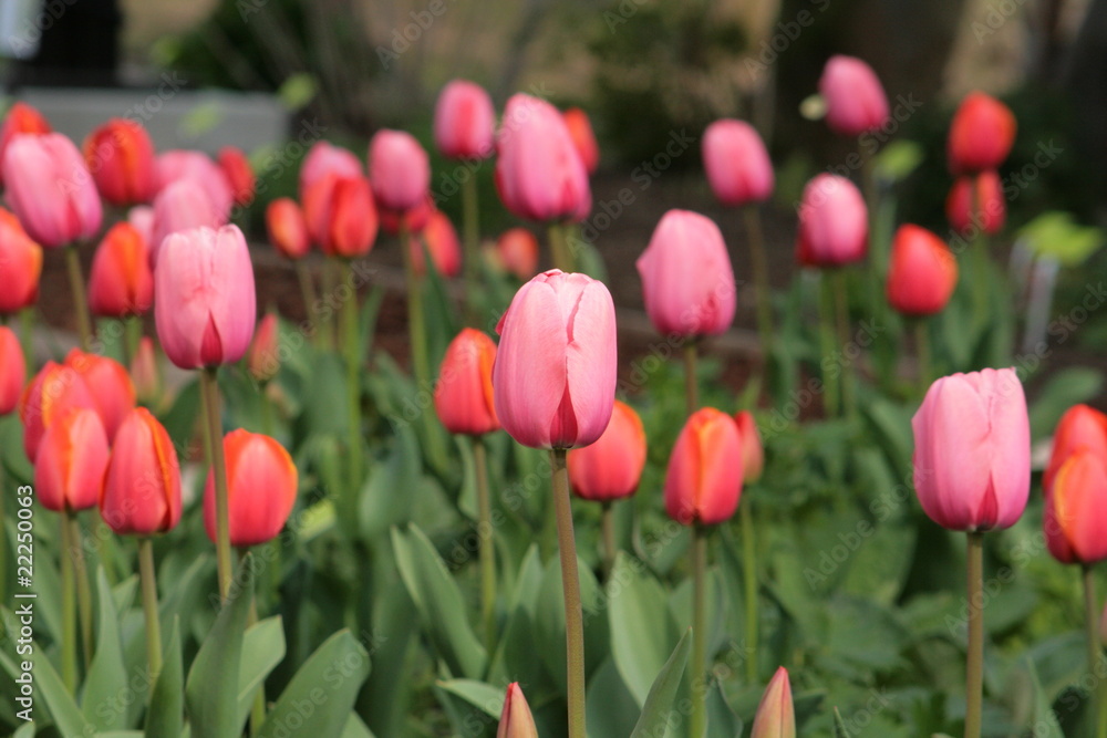 Tulpenfeld Tulpenfeld