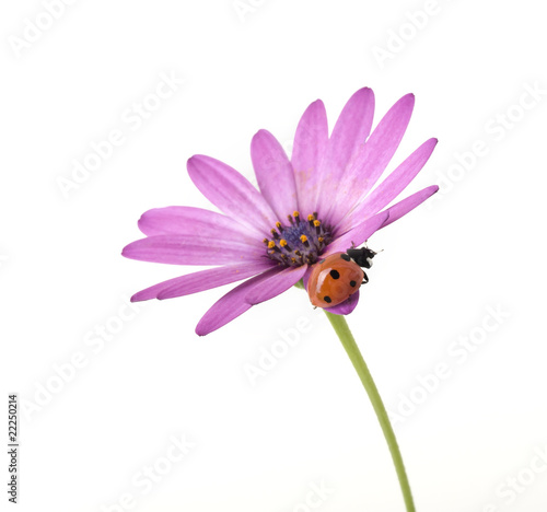 ladybug on pink flower
