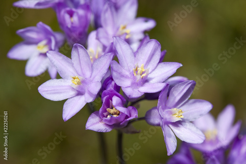Fototapeta Naklejka Na Ścianę i Meble -  Perennial Rockcress (Arabis Perennans)