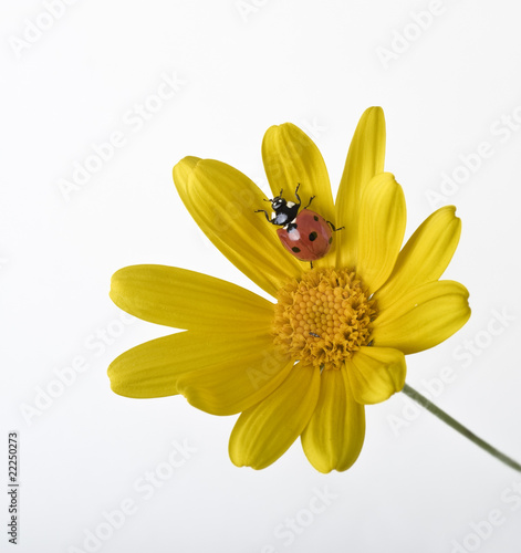 ladybug on Yellow flower