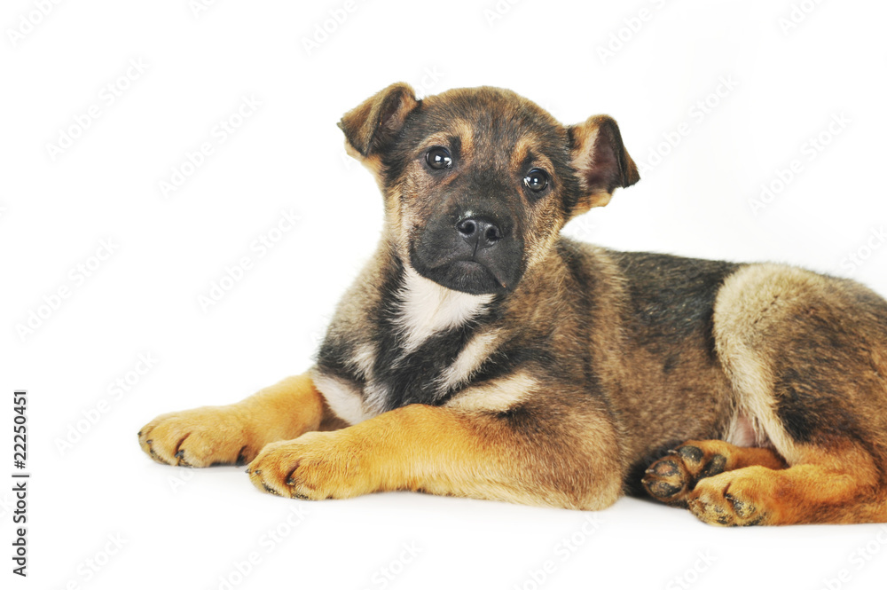 Fototapeta premium brown dog