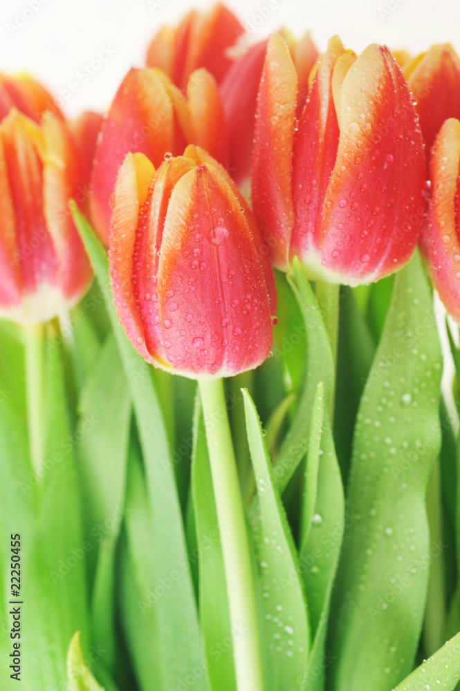 Fototapeta premium red tulips