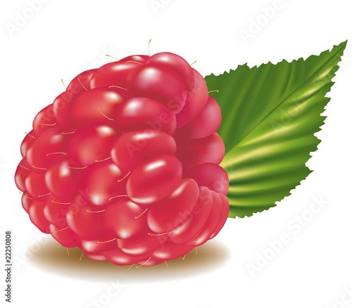 Photo-realistic vector illustration. Red raspberry with leaf.