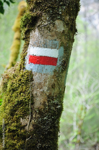 balise de grande randonnée sur un arbre