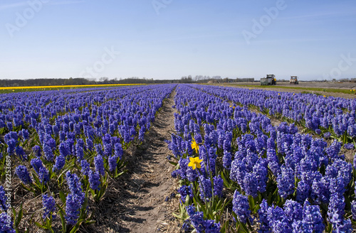 Dutch Bulb fields with purple hyacinth flowers