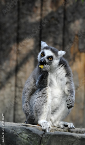 Lemure © Roberto Fasoli