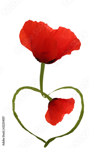 Fototapeta Naklejka Na Ścianę i Meble -  Coquelicots Amour