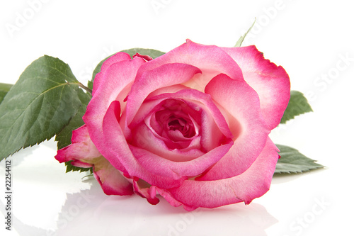 pink rose in closeup over white background